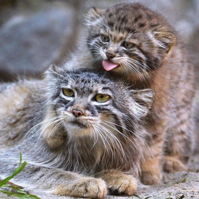 avatar for jdnicoll@wandering.shop