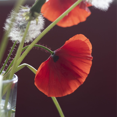 avatar for ChiaraChiarel@piaille.fr