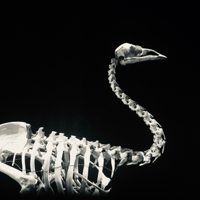 avatar for rom1ducarne@piaille.fr