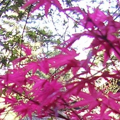 avatar for FeyGirl@piaille.fr