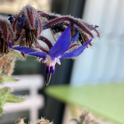 avatar for lizaacat@mastodon.zaclys.com