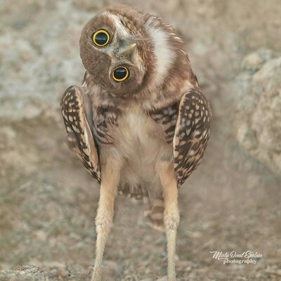 avatar for peterjriley2024@mastodon.social