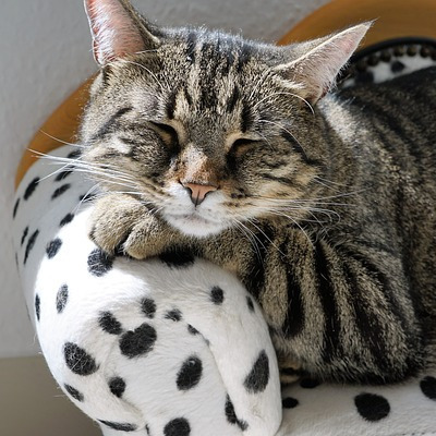 avatar for lebout2canap@mastodon.tedomum.net