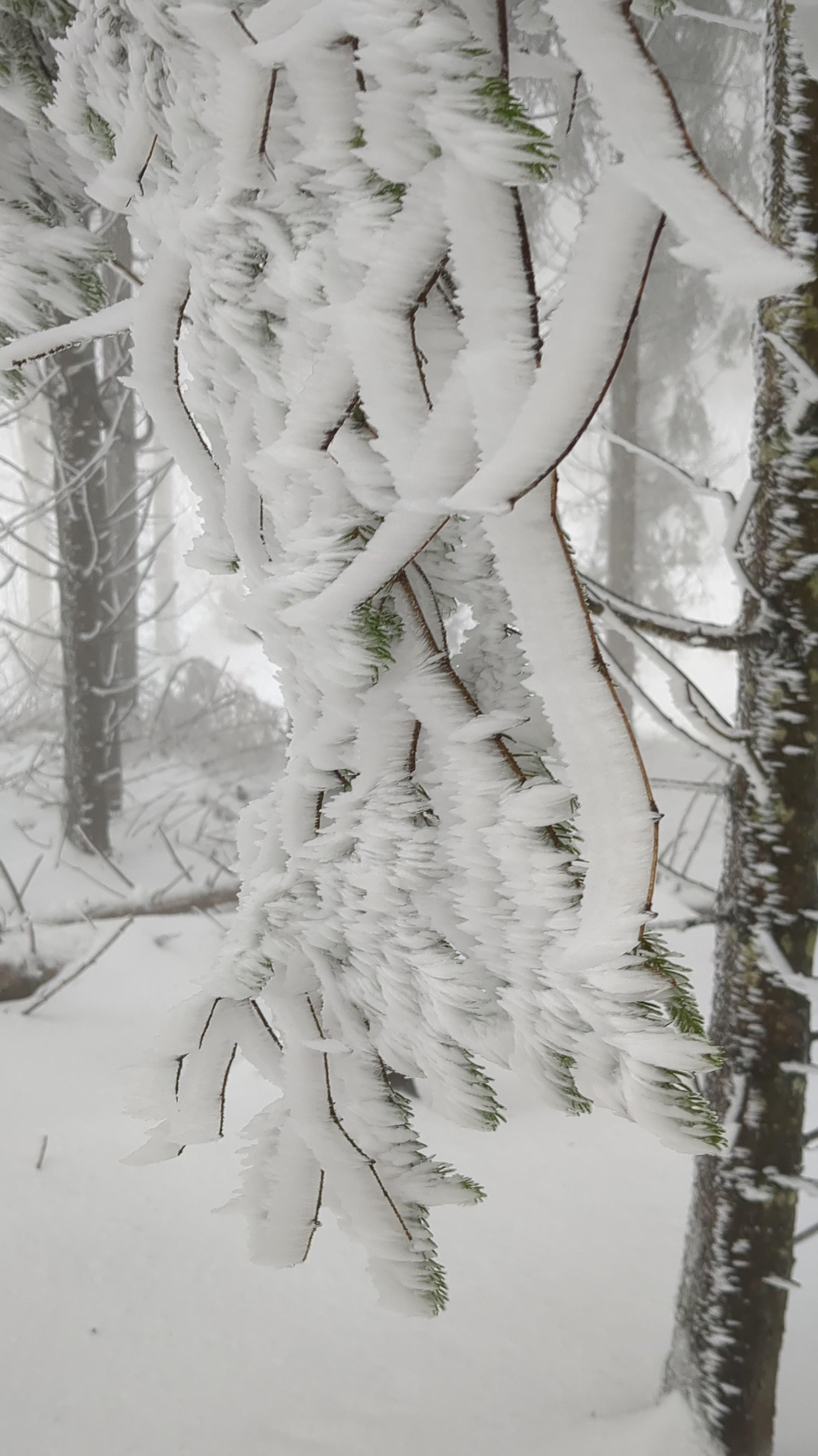 Photo de branches givrées 