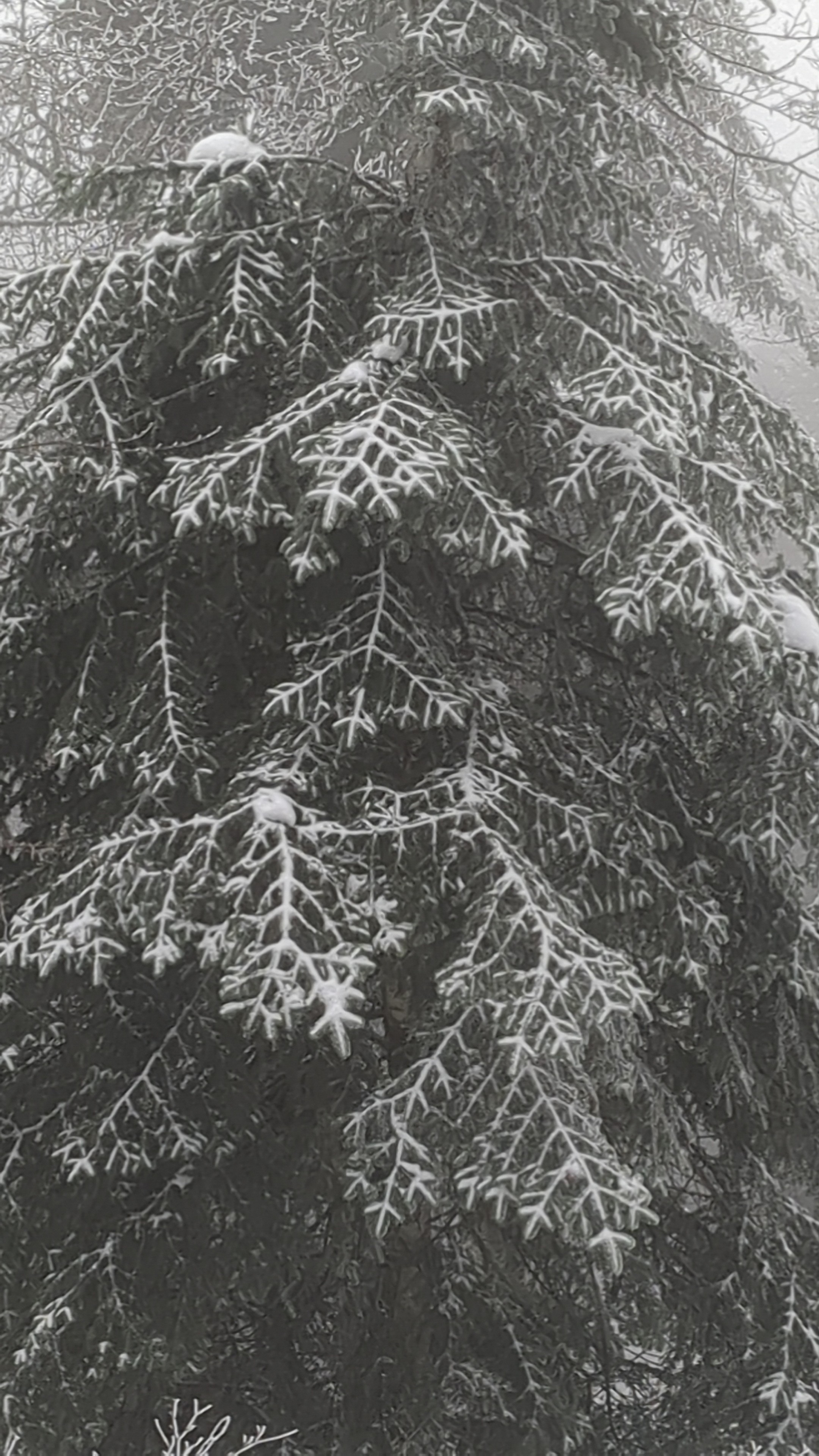 Photographie des branches un sapin recouvertes de neige 