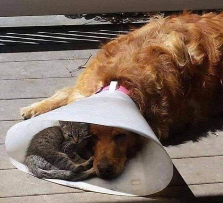 ALT

Gato durmiendo junto a un perro. 