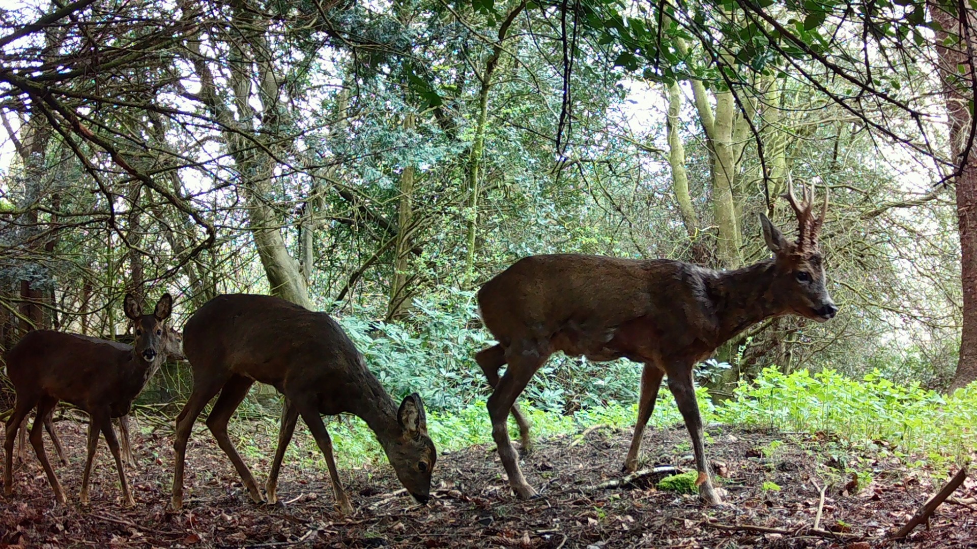 A great capture the other day, I was out looking for baby foxes but managed to get this deer family outing.
We have dad and mum with 2 kids bringing up the rear, so lovely to see 🙂