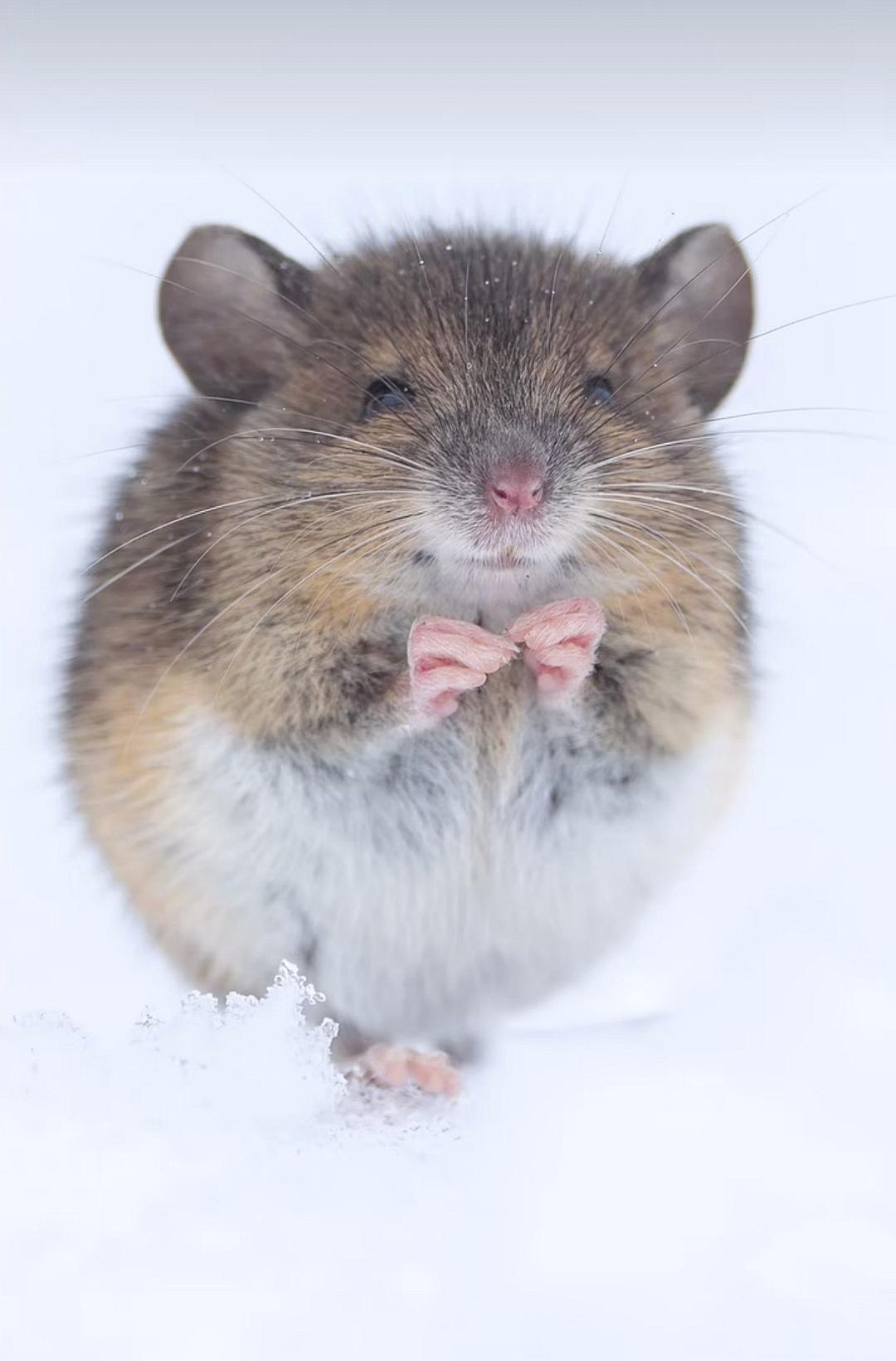 Photography. A color photo of a little field mouse in the snow. The cute shot shows a gray field mouse standing upright, holding its tiny pink paws together under its chin and appearing to smile. 
Info: The accompanying video was taken by the photographer's sister and shows the mouse jumping and running around him. The video has, of course, become a viral hit.