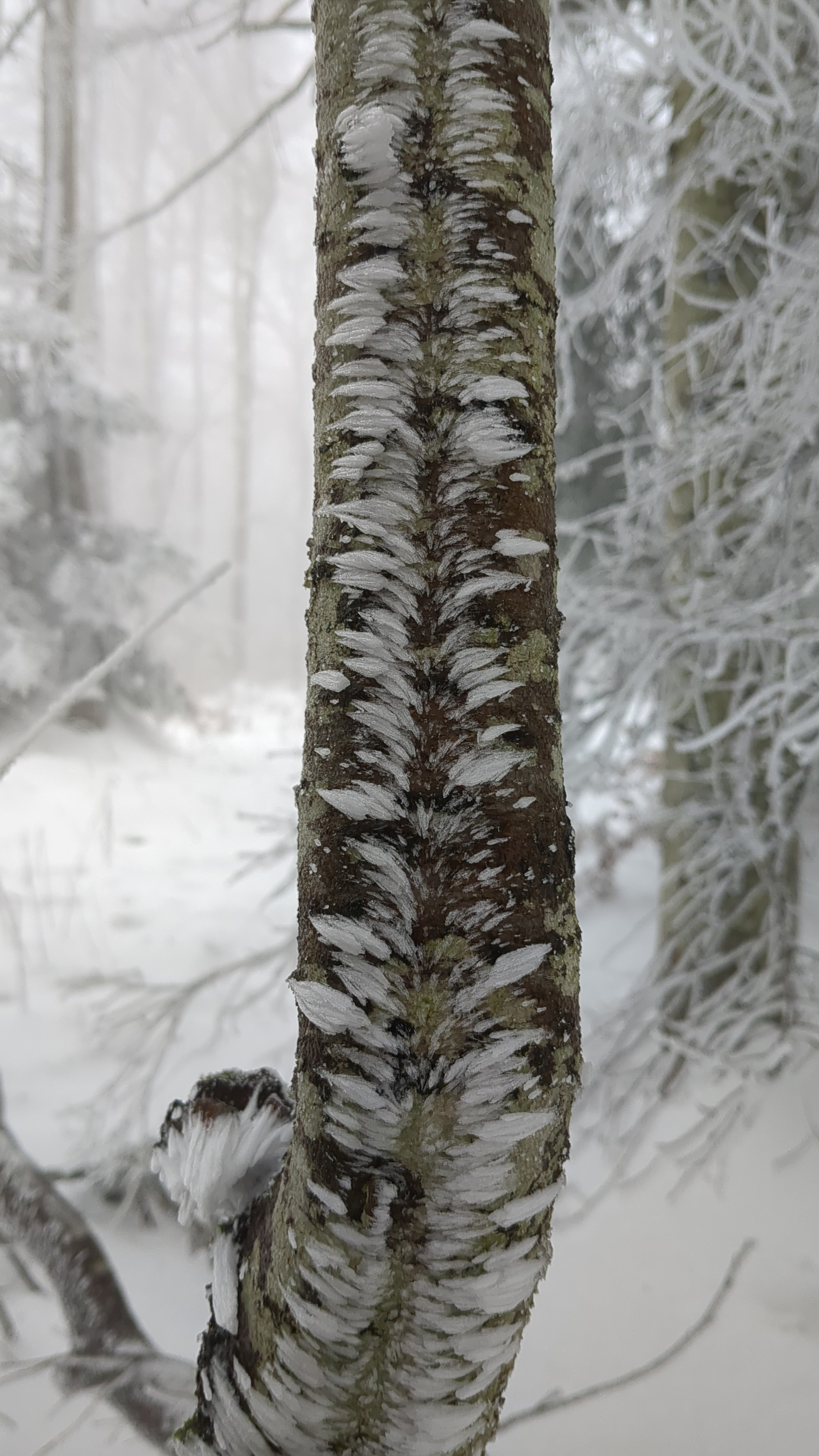 Photo d'un tronc, le givre ayant été façonné par le vent à sa surface 