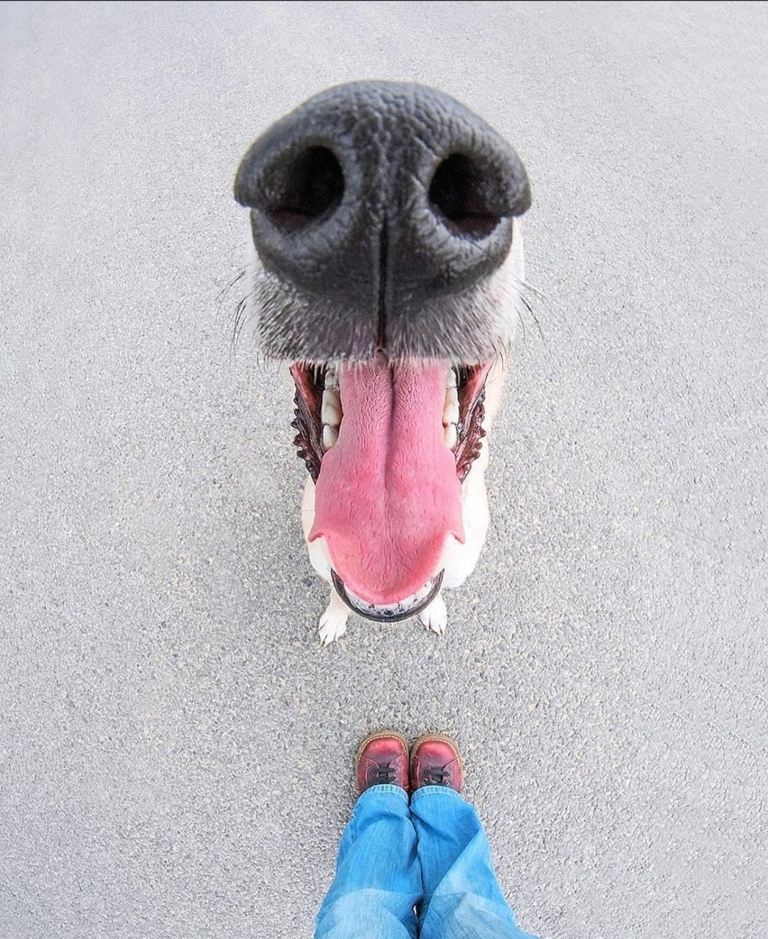 Photography. A color photo of a large open dog's snout and two human legs in jeans and brown shoes. You can only see the snout, not even the eyes of the dog, which was photographed from above, and yet it is pure joie de vivre.