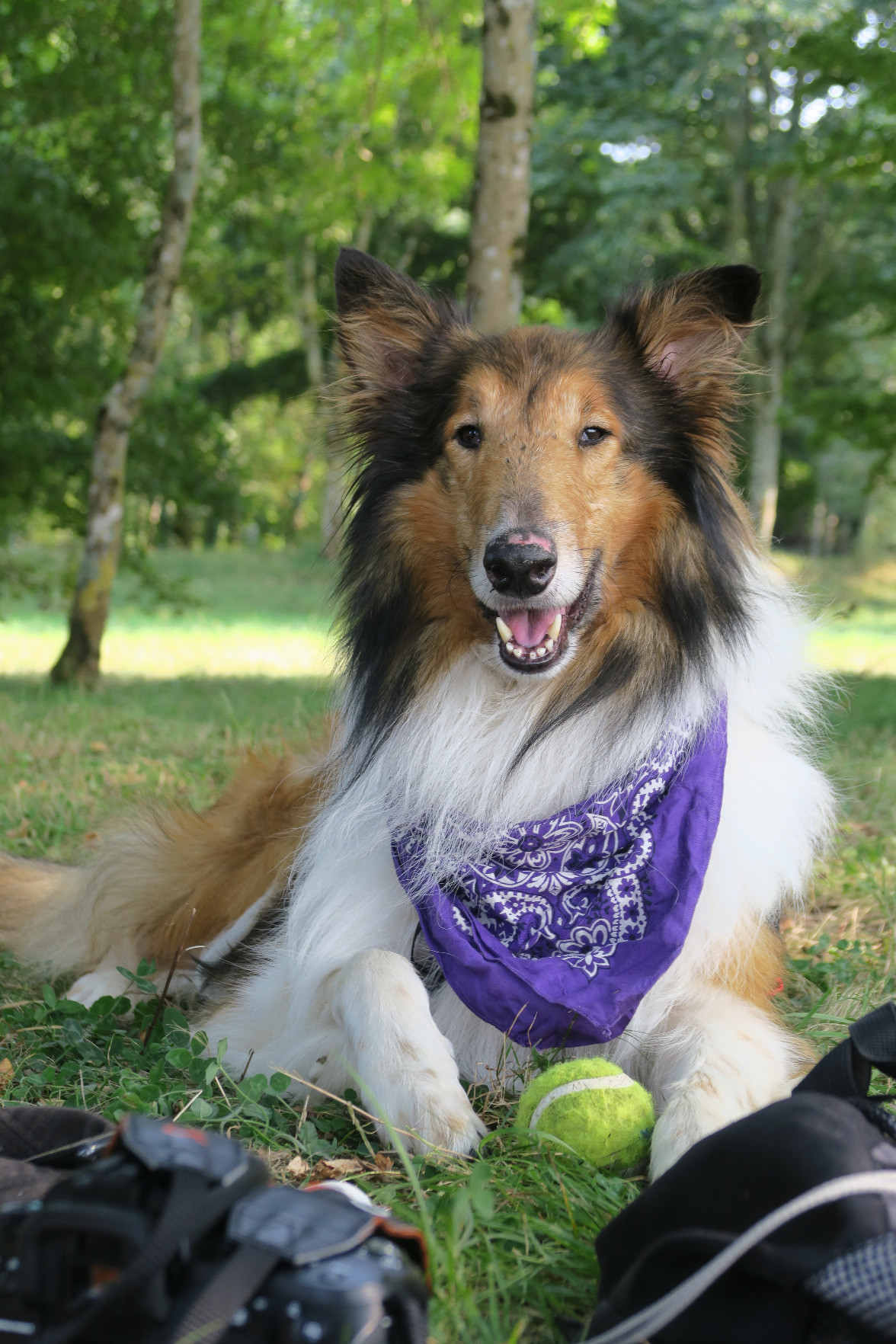 Très beau chien dans une posture majestueuse
c'est un colley très poilu, l'air gentil et doux, avec un bandana violet