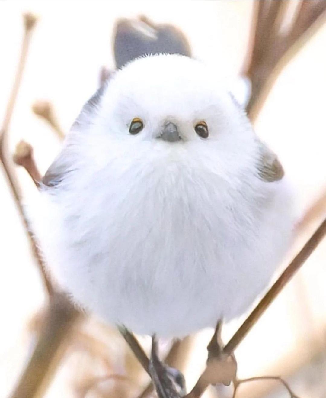 Photography. A color photo of a small white bird sitting between narrow brown branches. The background is white. It looks like a white, fluffy ball of absorbent cotton with a very cute face.
Info: The cheerfully hopping birds are very popular with the Japanese, who call them "shima enaga". In English they are known as "longtailedtits", although this particular subspecies is only found in Hokkaido.